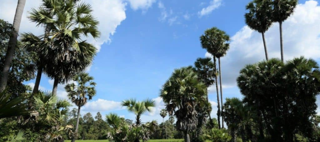 Au coeur d'Angkor - Image 8
