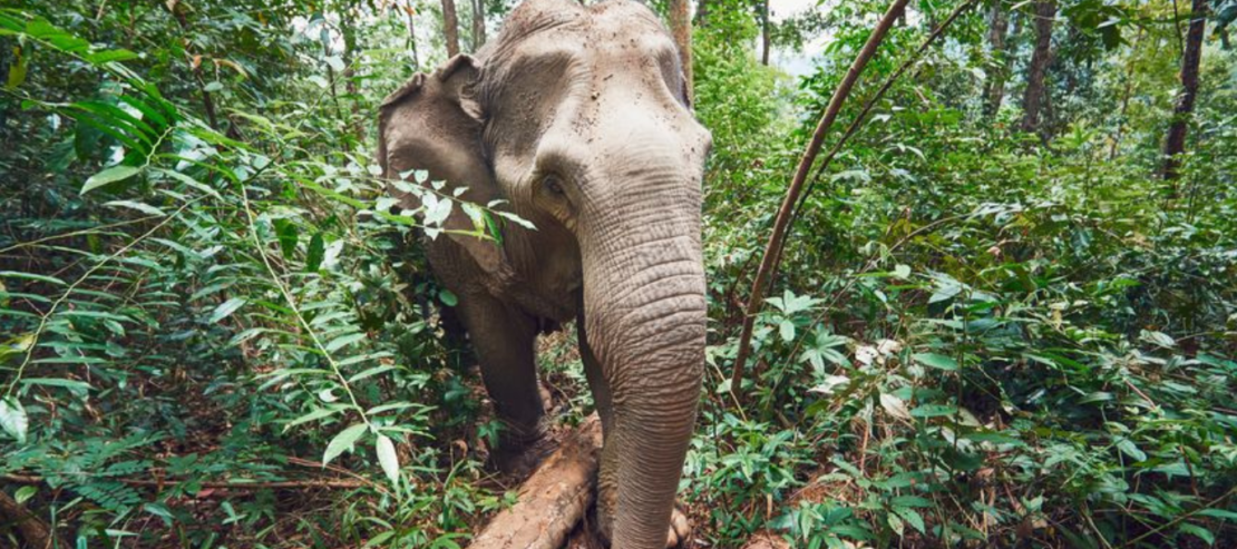 Découverte complète de Luang Prabang aux 4000 îles - Image 17